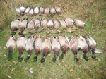 Honker Heaven Outfitters Goose hunting