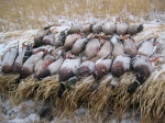 Honker Heaven Outfitters Goose hunting