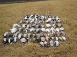 Honker Heaven Outfitters Goose hunting