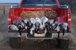 Prairies Edge Outfitting Goose hunting