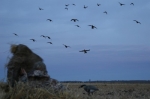 Prairies Edge Outfitting Goose hunting